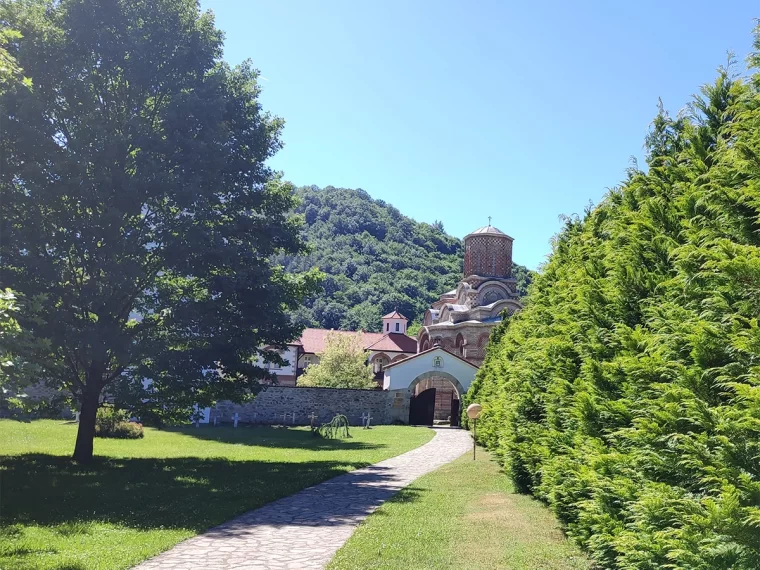 ulaz u manastir Kalenić, pogled sa prelepim drvoredom lejlandi zlatnih tuja